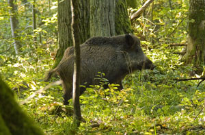 atrakcje turystyczne Białowieża